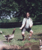geese2.gif