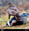 eurasian-buzzard-buteo-buteo-perching-on-a-dead-badger-niederlande-TRDWKD.jpg
