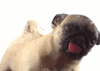 IMG_6653.gif