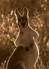 IMG_7671.gif