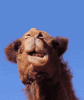 1733334222375.gif